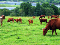 Photodune 2982006 cattle grazing xs