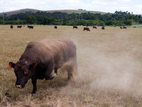 Bull%20run