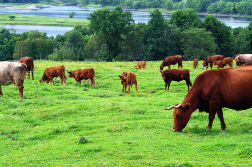 The Definitive Guide To Cattle Futures